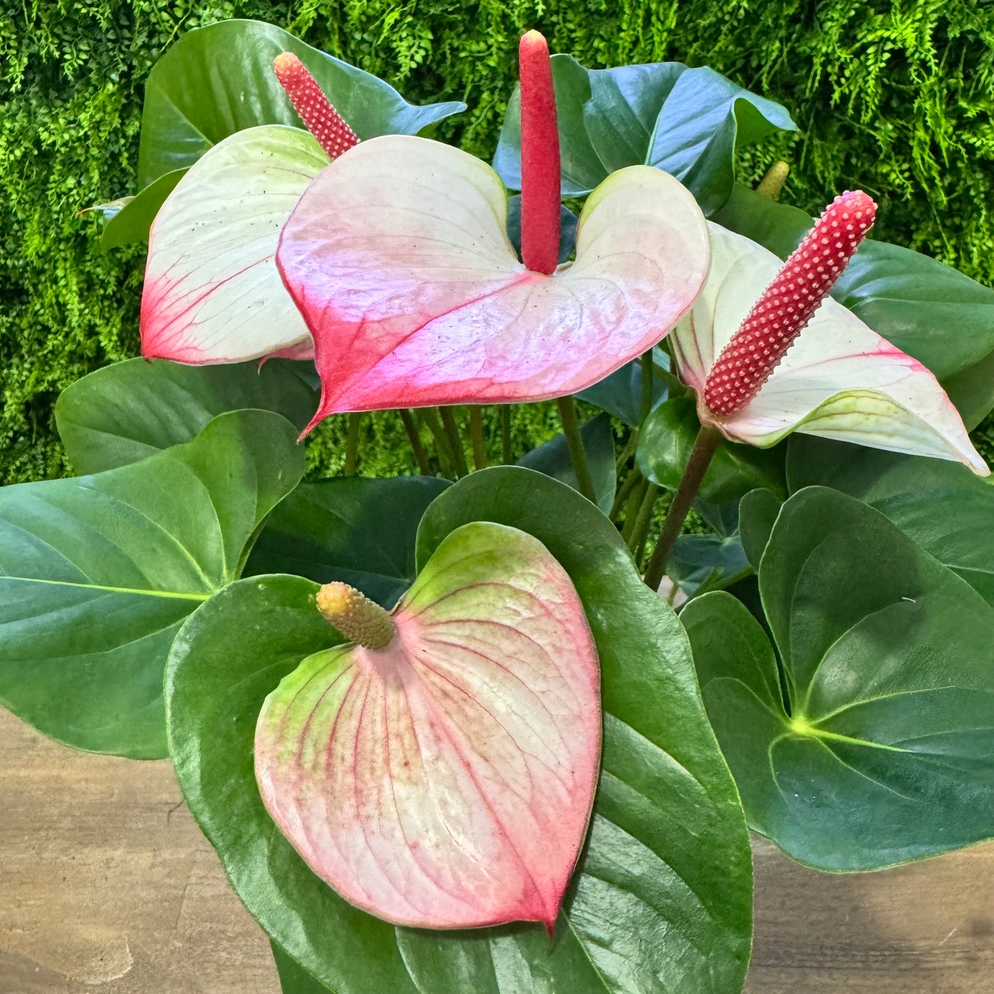 Anthurium Hotlips | Flamingo Flower | 55cm