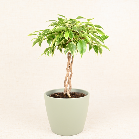 Braided Ficus Benjamina | 40cm