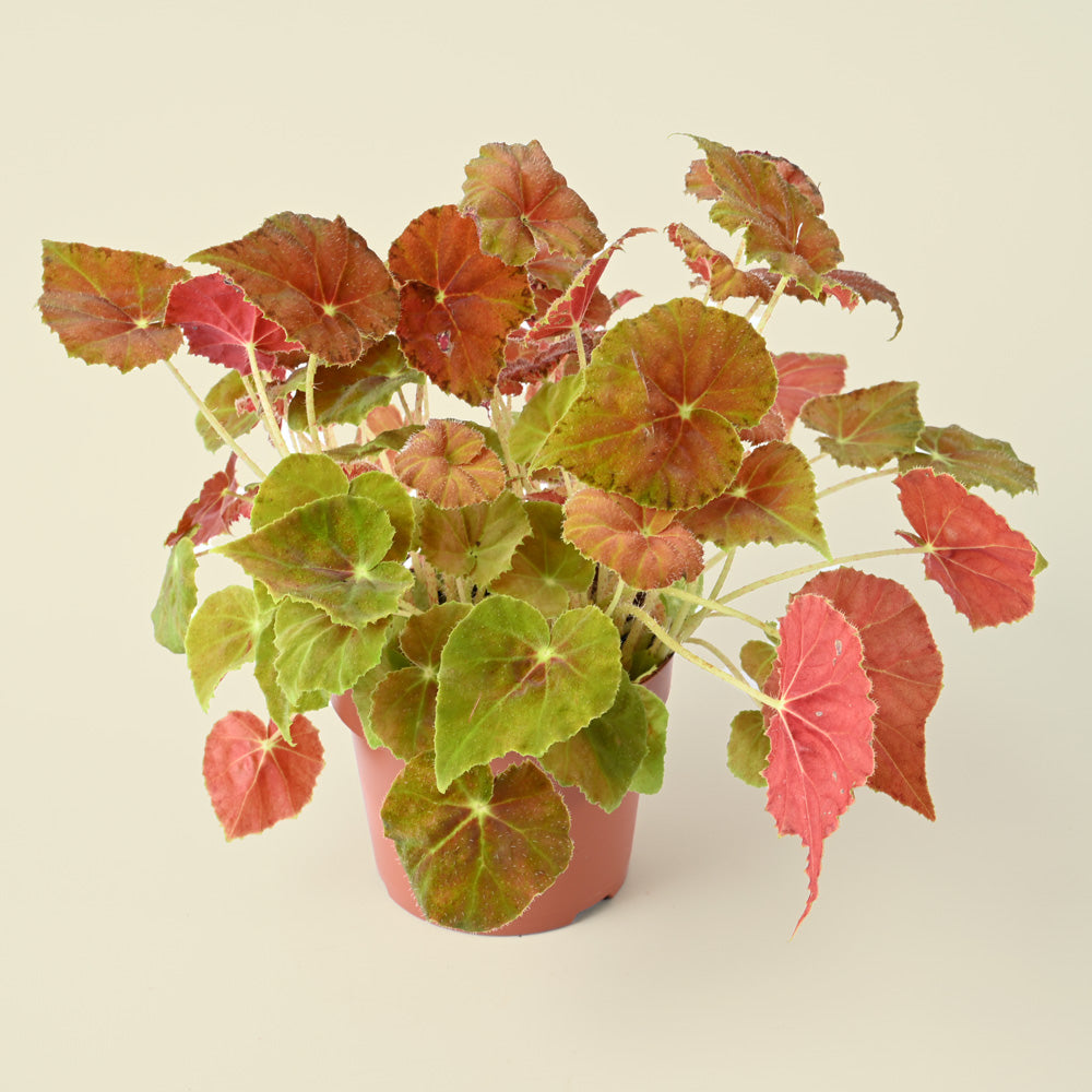 Begonia Maori - Orange & Red