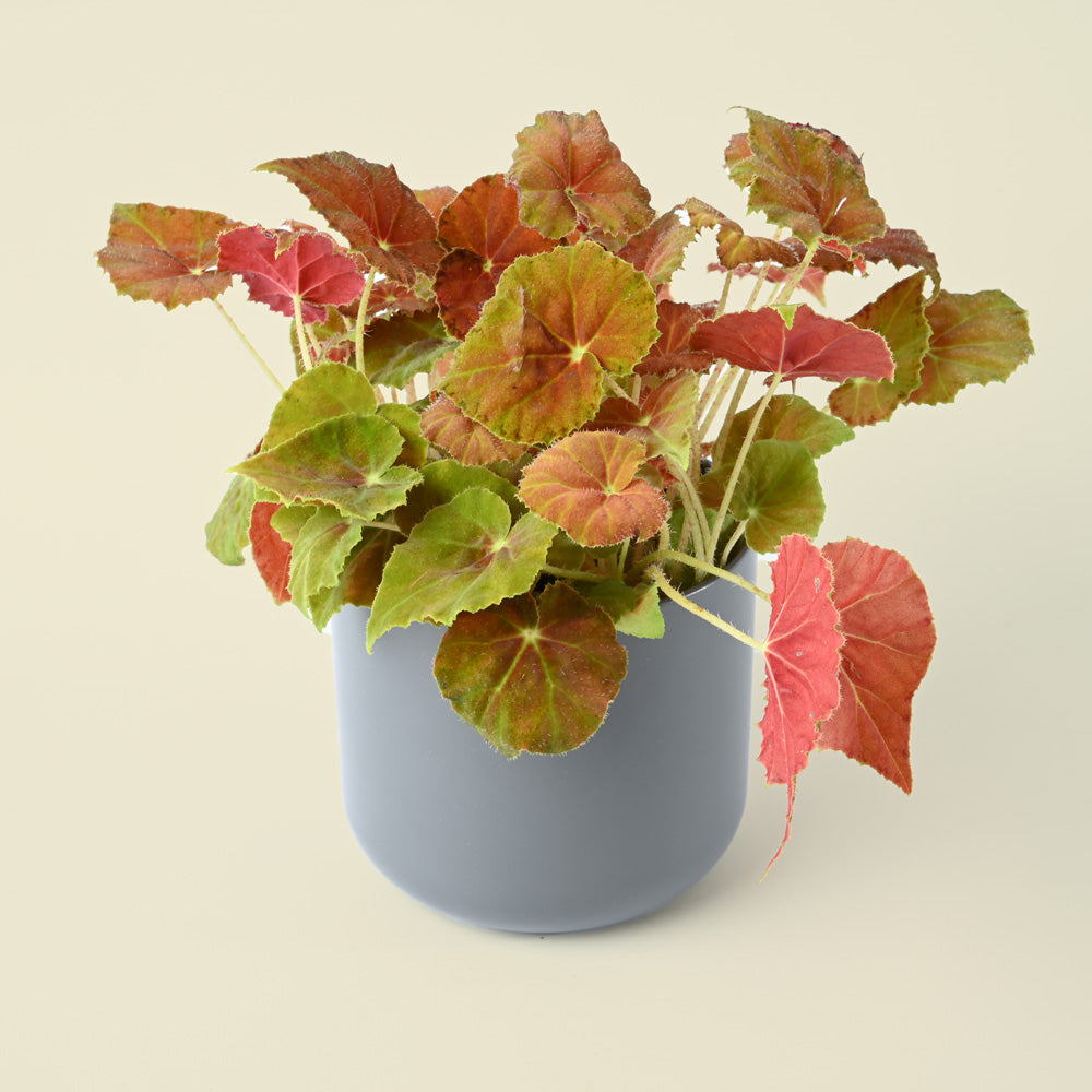 Begonia Maori - Orange & Red