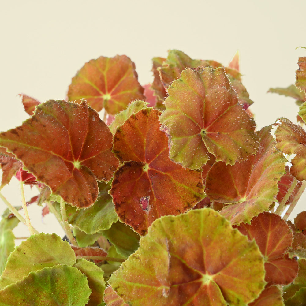 Begonia Maori - Orange & Red