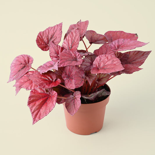 Begonia Maori - Red Foliage