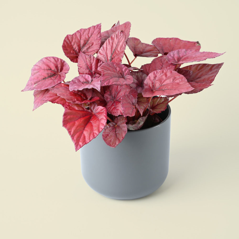 Begonia Maori - Red Foliage