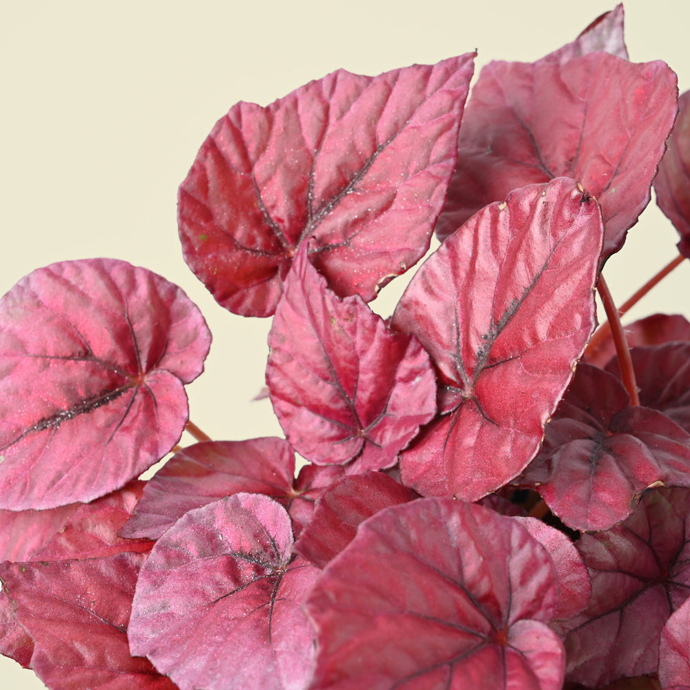 Begonia Maori - Red Foliage