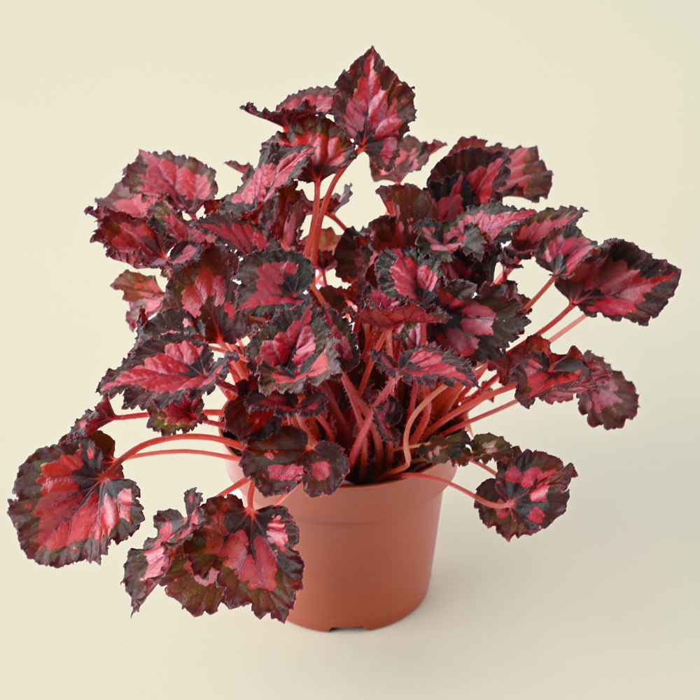 Begonia Foliage Inca Night | 25cm