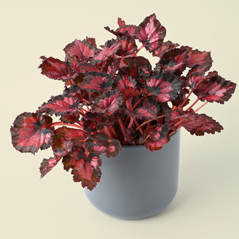 Begonia Foliage Inca Night | 25cm