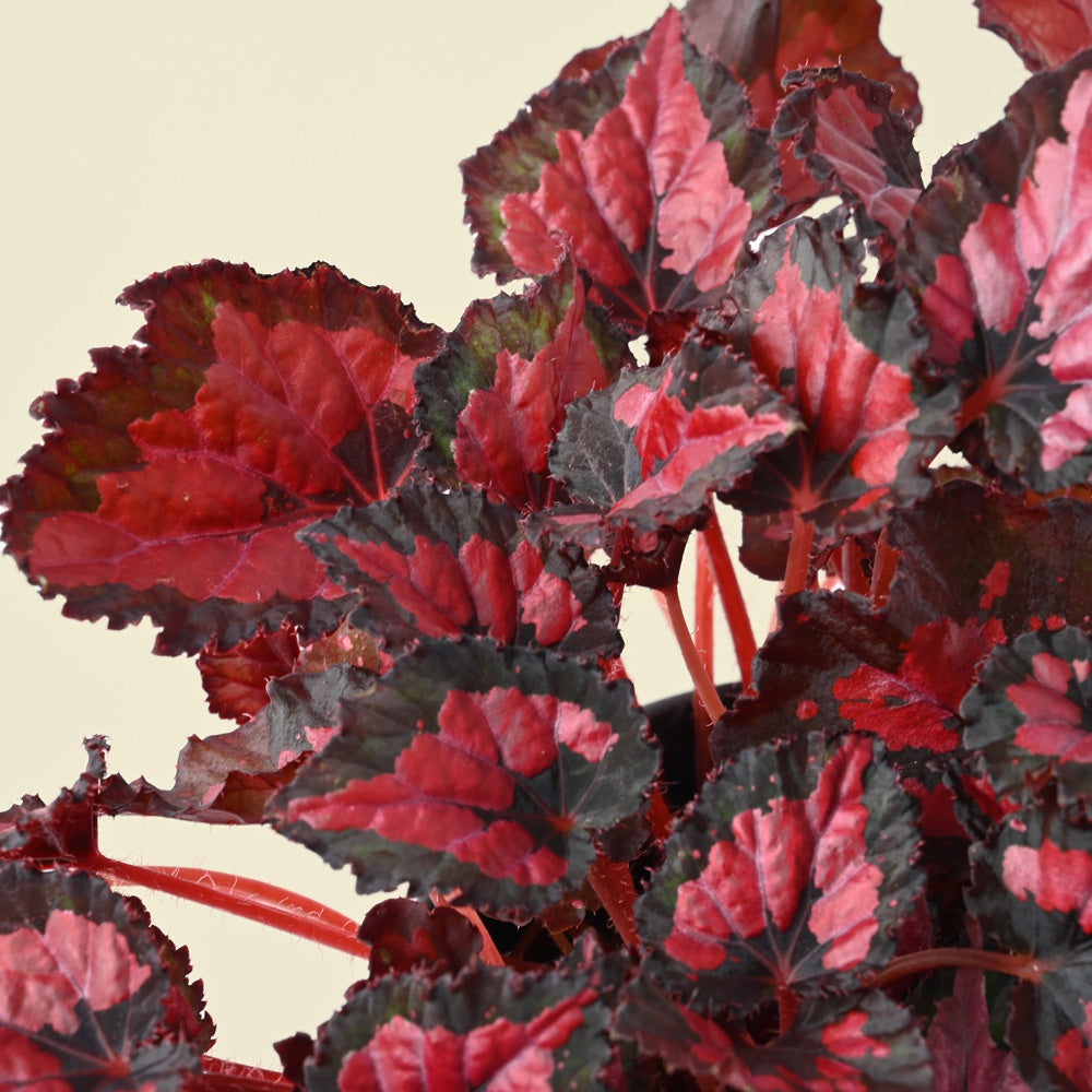 Begonia Foliage Inca Night | 25cm