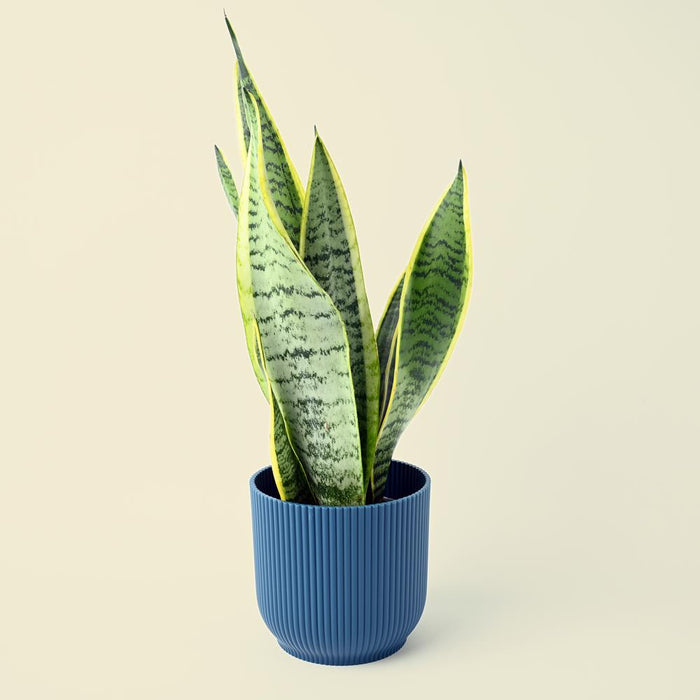 Sansevieria Trifasciata | Snake Plant | 40cm