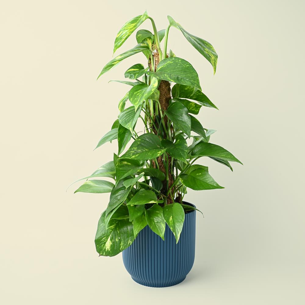 pothos plant uk Epipremnum Aureum | Golden Pothos