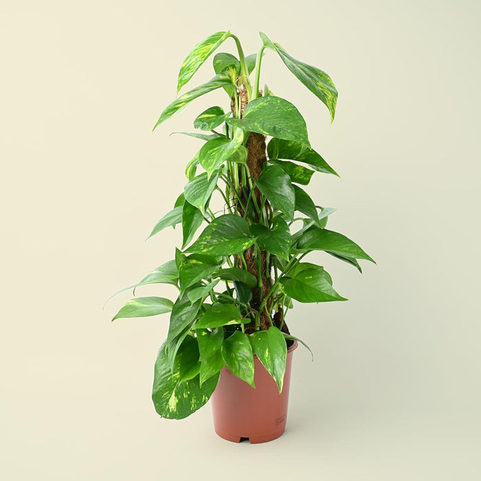 Epipremnum Aureum | Golden Pothos | 60cm