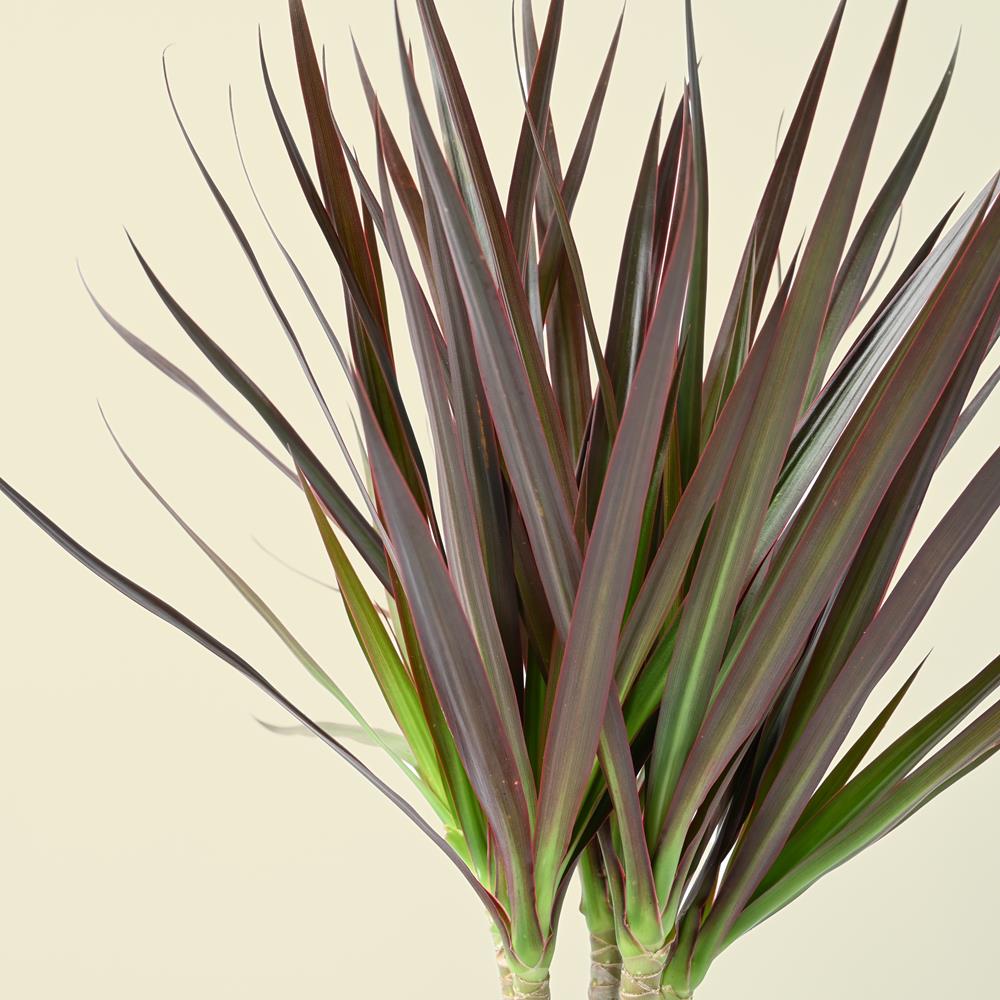 dracaena marginata purple Dracaena Marginata Magenta | Dragon Tree