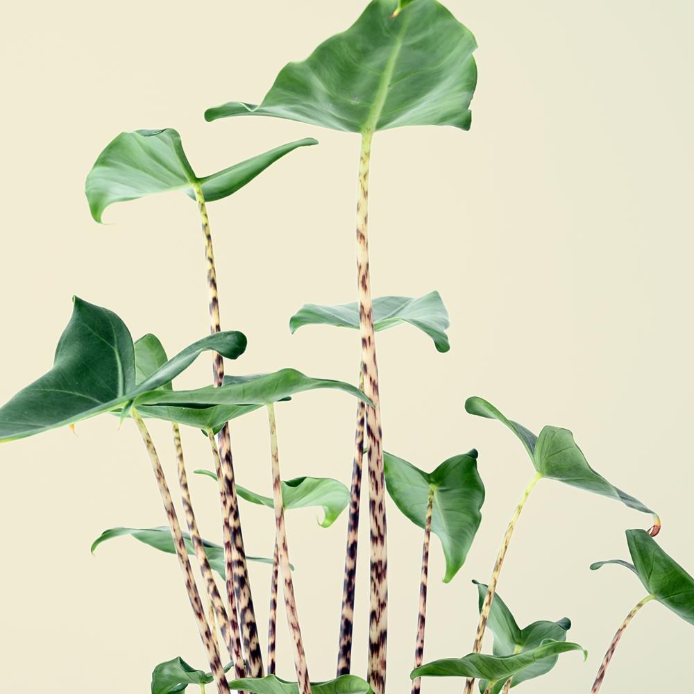 Alocasia zebrina Siberian Tiger