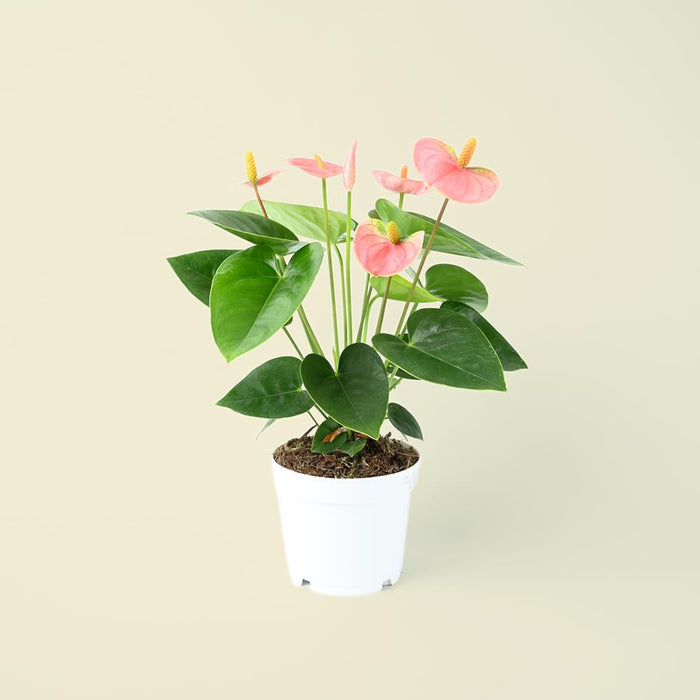 Anthurium andraeanum Pink | Flamingo Flower | 40cm