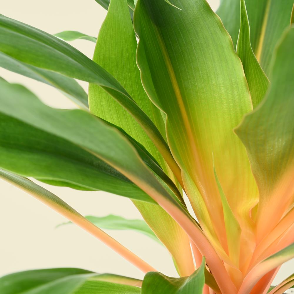chlorophytum orchidastrum green orange Chlorophytum orchidastrum Green Orange
