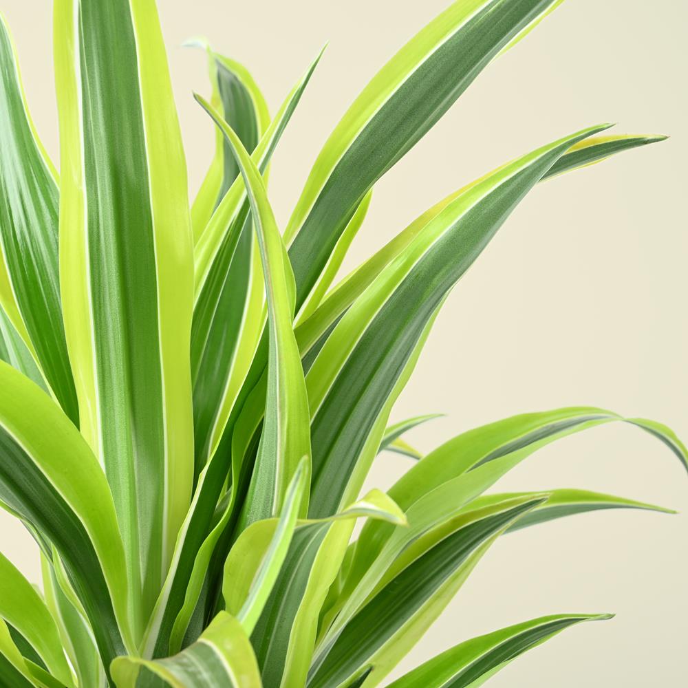 dracaena outdoors uk Dracaena fragrans 'Lemon Lime' 65cm – Bellr Home & Garden