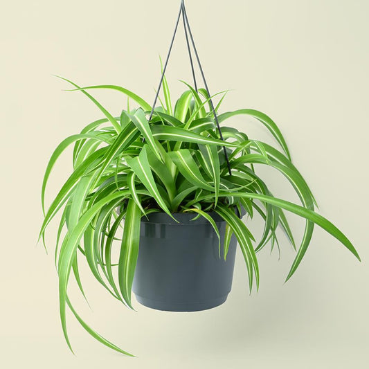 Chlorophytum Comosum Bonnie - Hanging Spider Plant