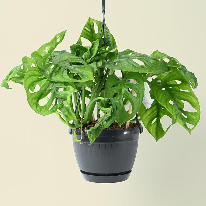 monkey hanging plant Monstera Obliqua | Monkey Leaf