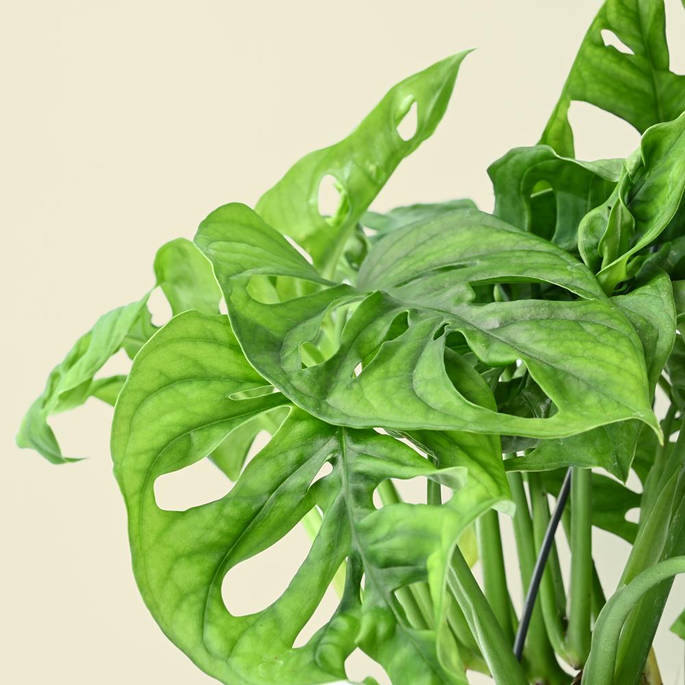 monstera obliqua monkey Monstera Obliqua | Monkey Leaf