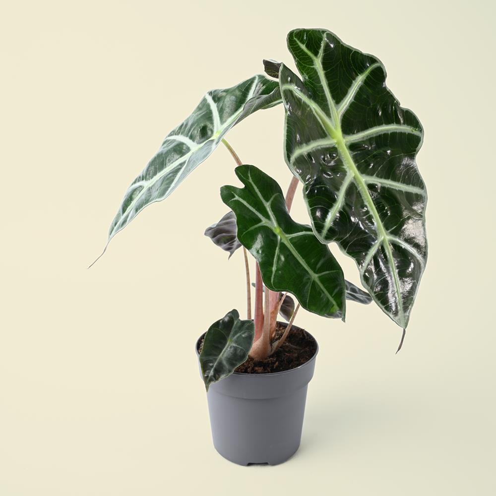 Alocasia Amazonica Dwarf