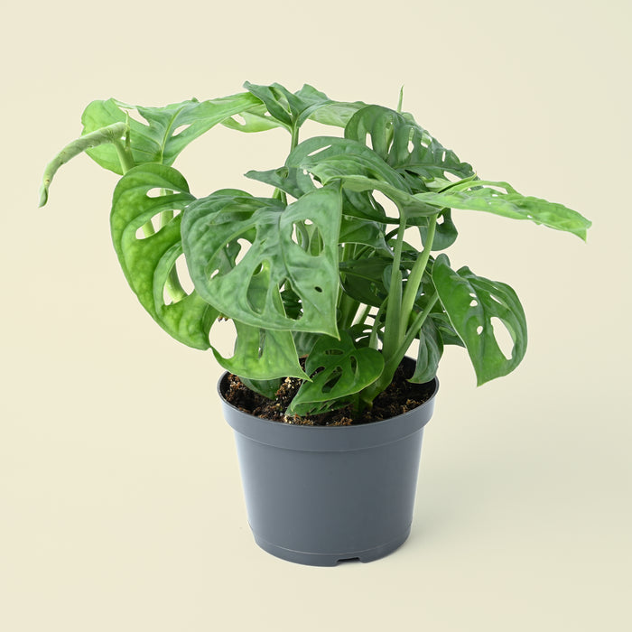 25 40cm monstera adansonii monkey mask 11cm pot house plant Monstera Obliqua | Monkey Mask