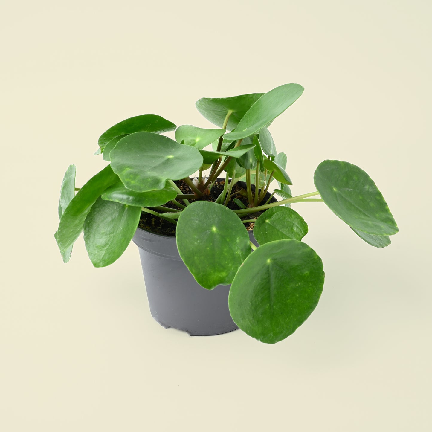 Pilea peperomoides - Chinese Money Plant