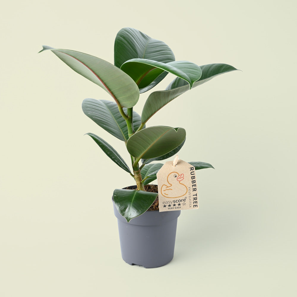 Ficus Elastica Robusta | Rubber Plant | 35cm