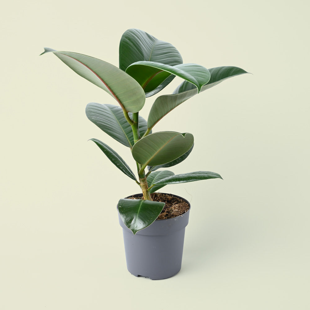 Ficus Elastica Robusta | Rubber Plant | 35cm