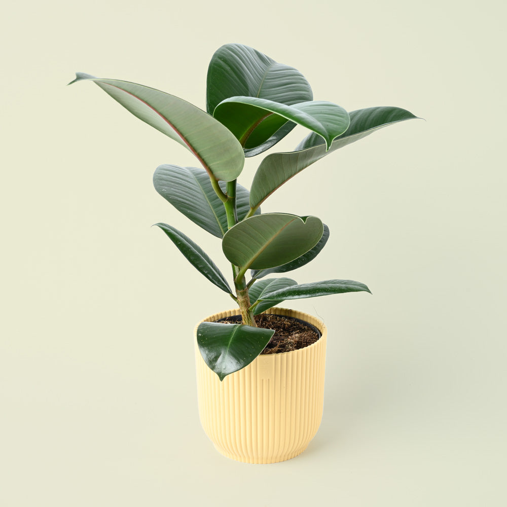 Ficus Elastica Robusta | Rubber Plant | 35cm