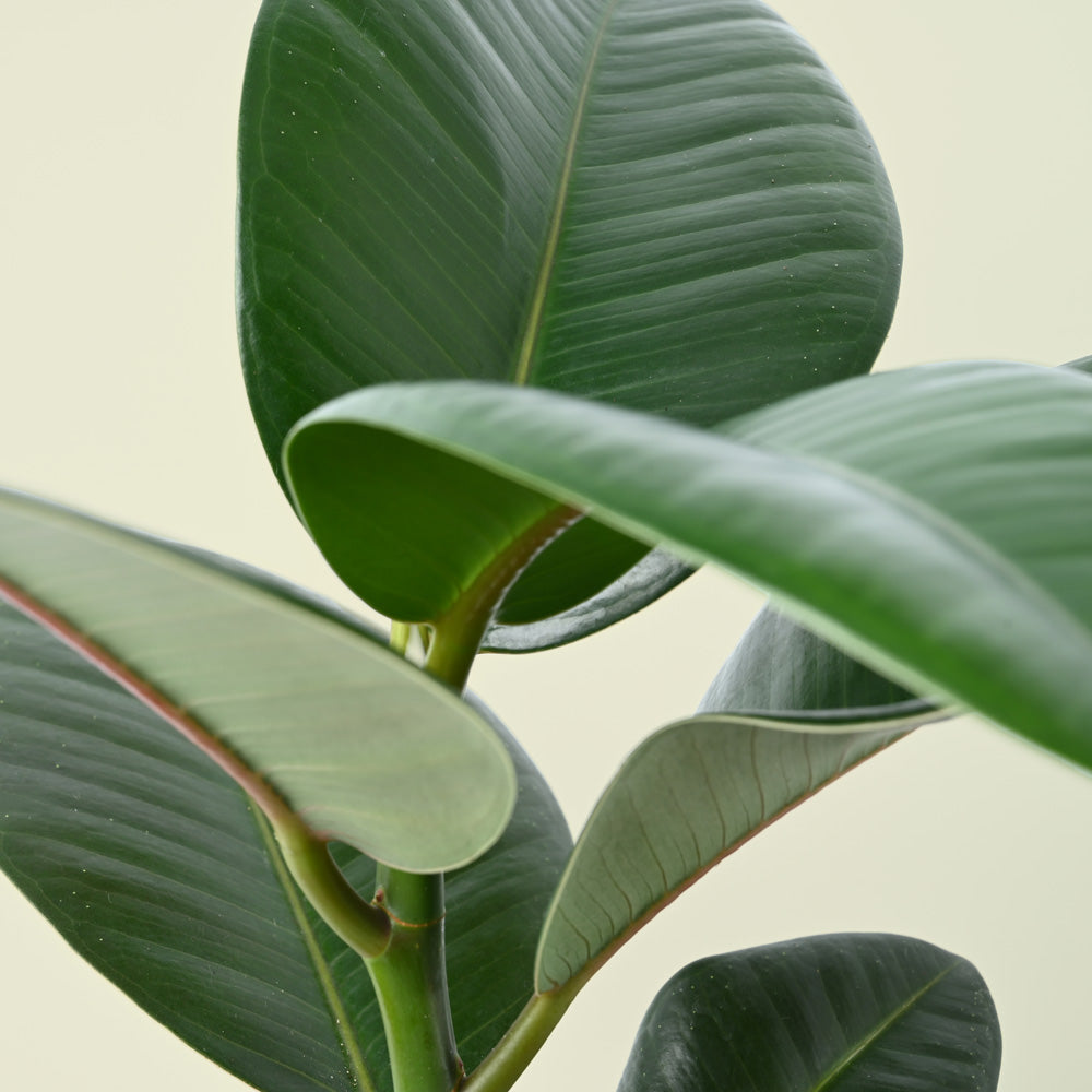 Ficus Elastica Robusta | Rubber Plant | 35cm