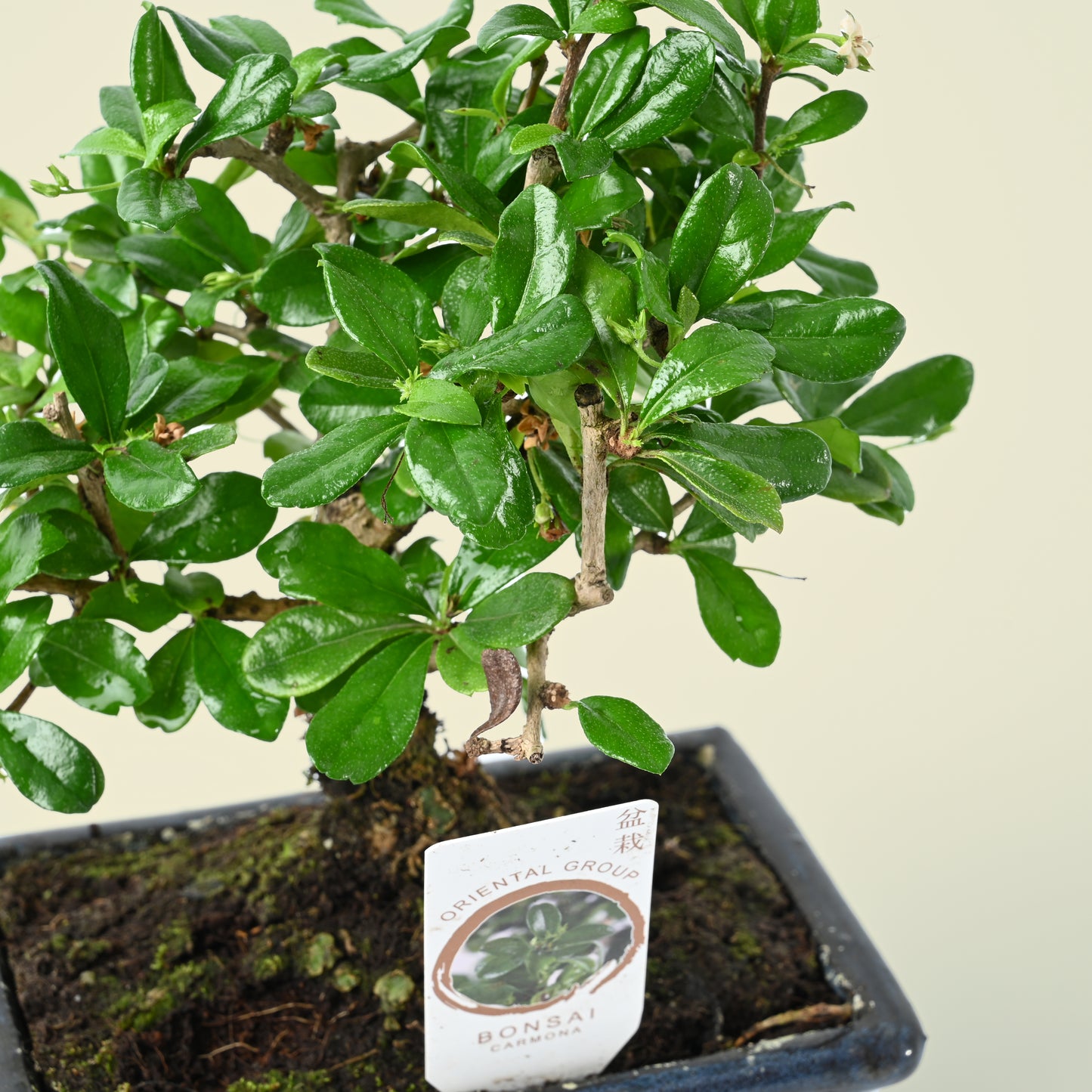 Bonsai Tree | Carmona | 25cm