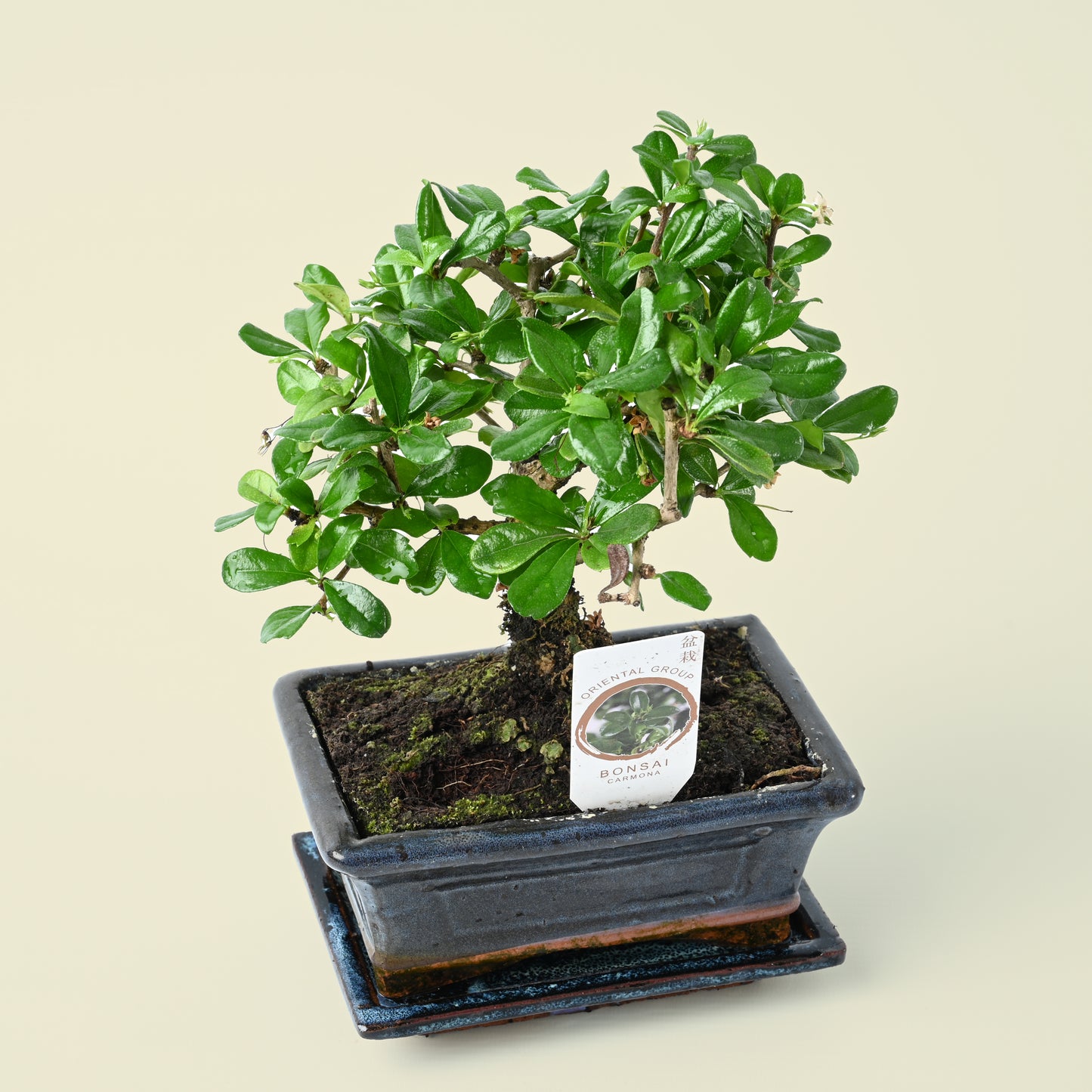 Bonsai Tree | Carmona | 25cm