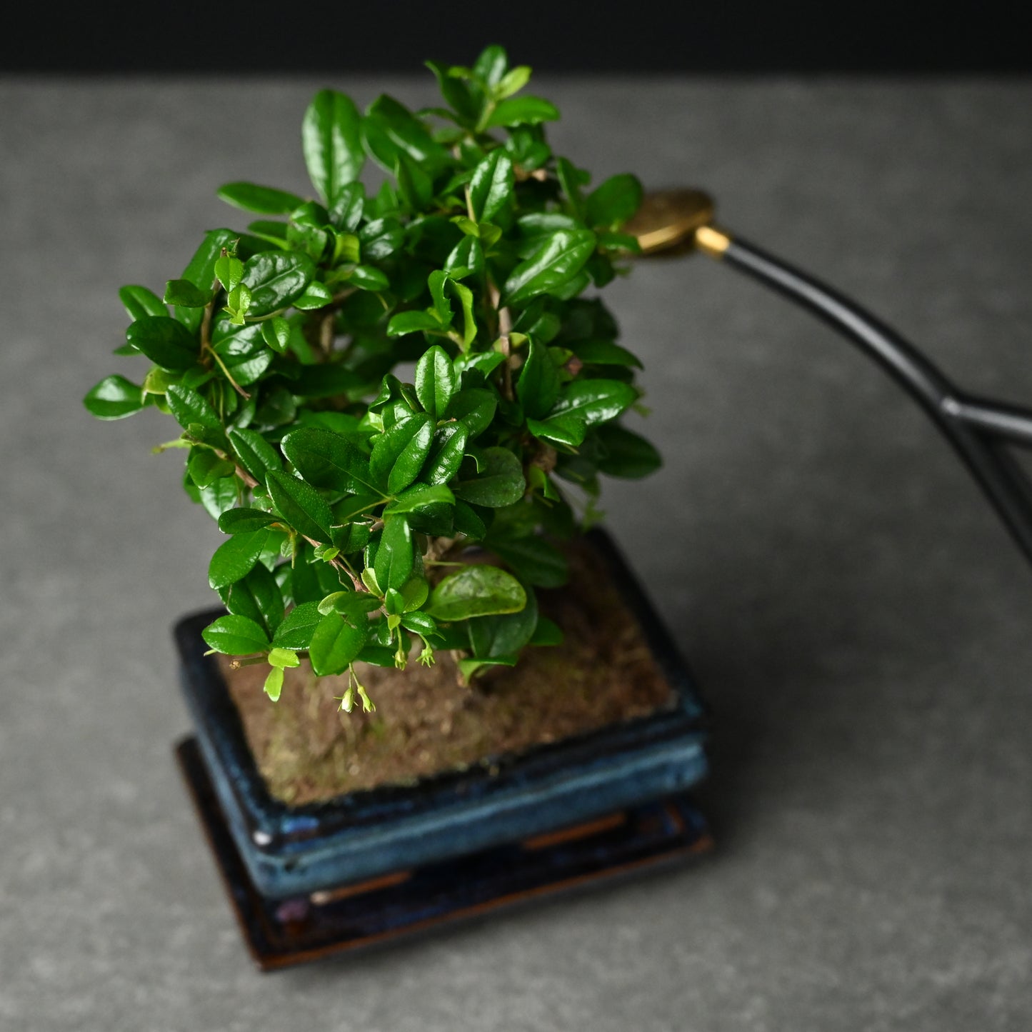 Bonsai Tree | Carmona | 25cm