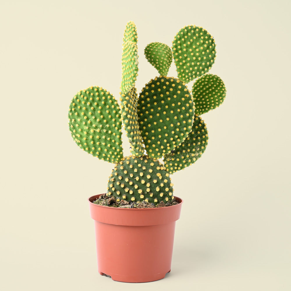 The Opuntia Pallida | Bunny Ear Cactus | 20cm