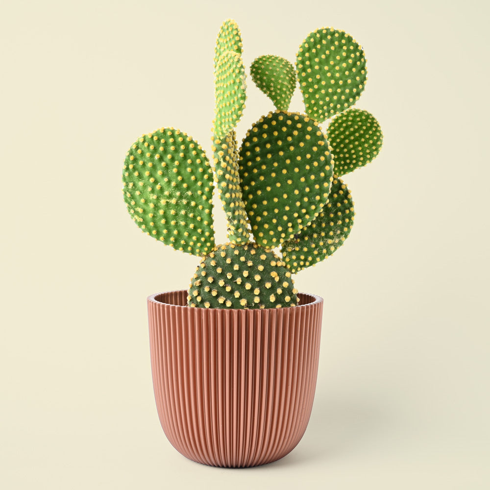 The Opuntia Pallida | Bunny Ear Cactus | 20cm