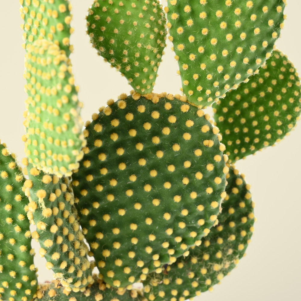 The Opuntia Pallida | Bunny Ear Cactus | 20cm