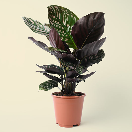 Calathea Ornata | Pinstripe | 45cm