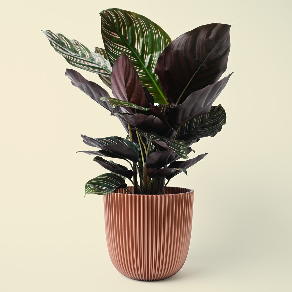 Calathea Ornata | Pinstripe | 45cm