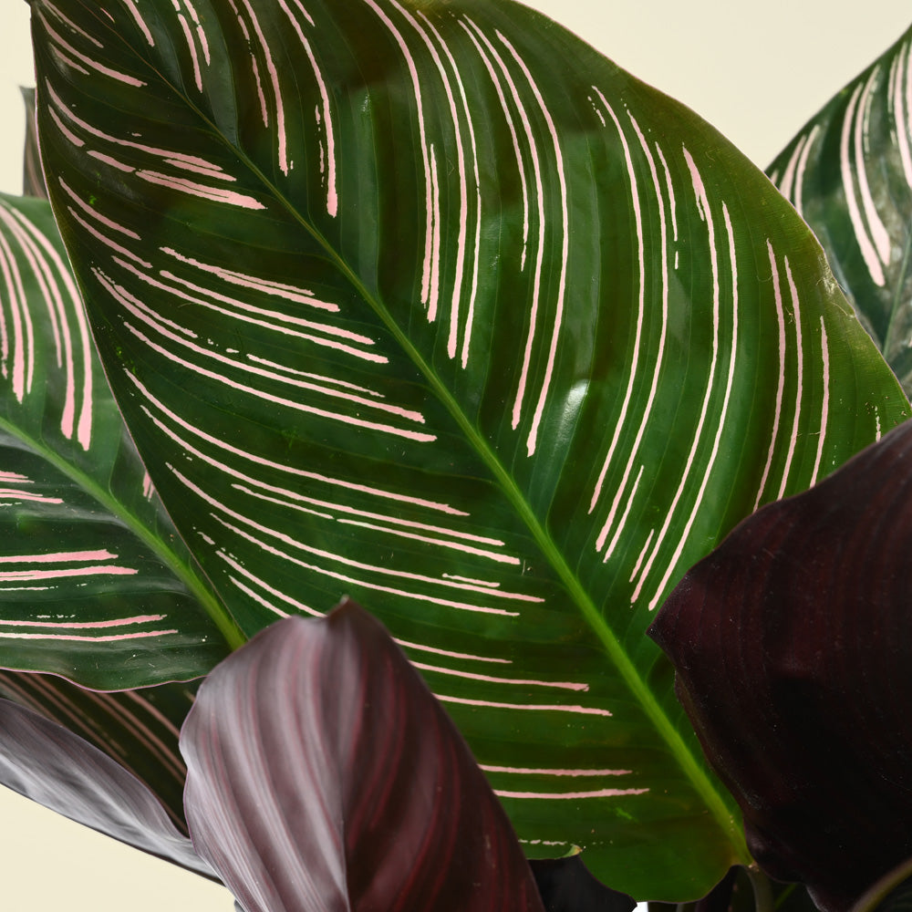 Calathea Ornata | Pinstripe | 45cm