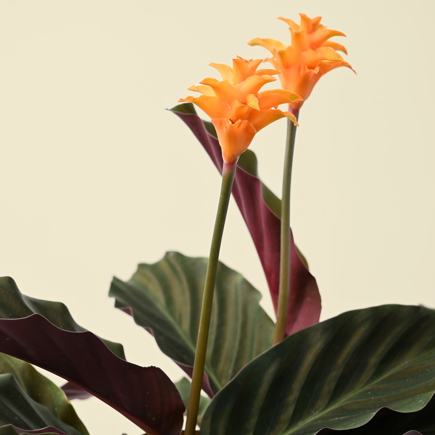 Calathea Crocata | Eternal Flame