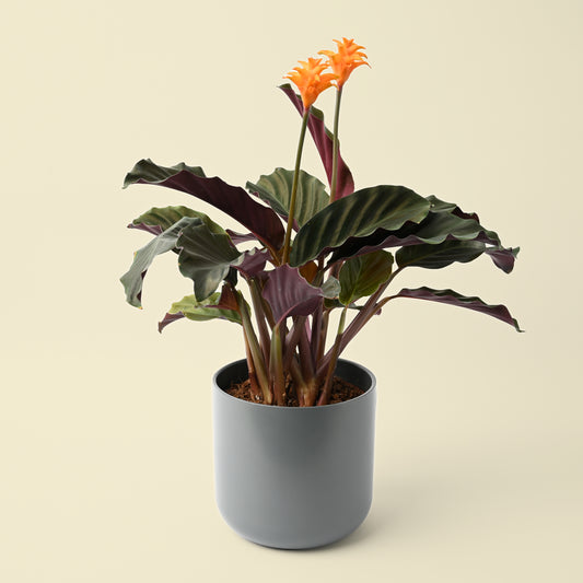 Calathea Crocata | Eternal Flame