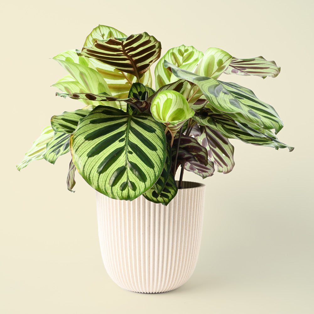 Calathea Makoyana | Calathea Peacock | 40cm Height