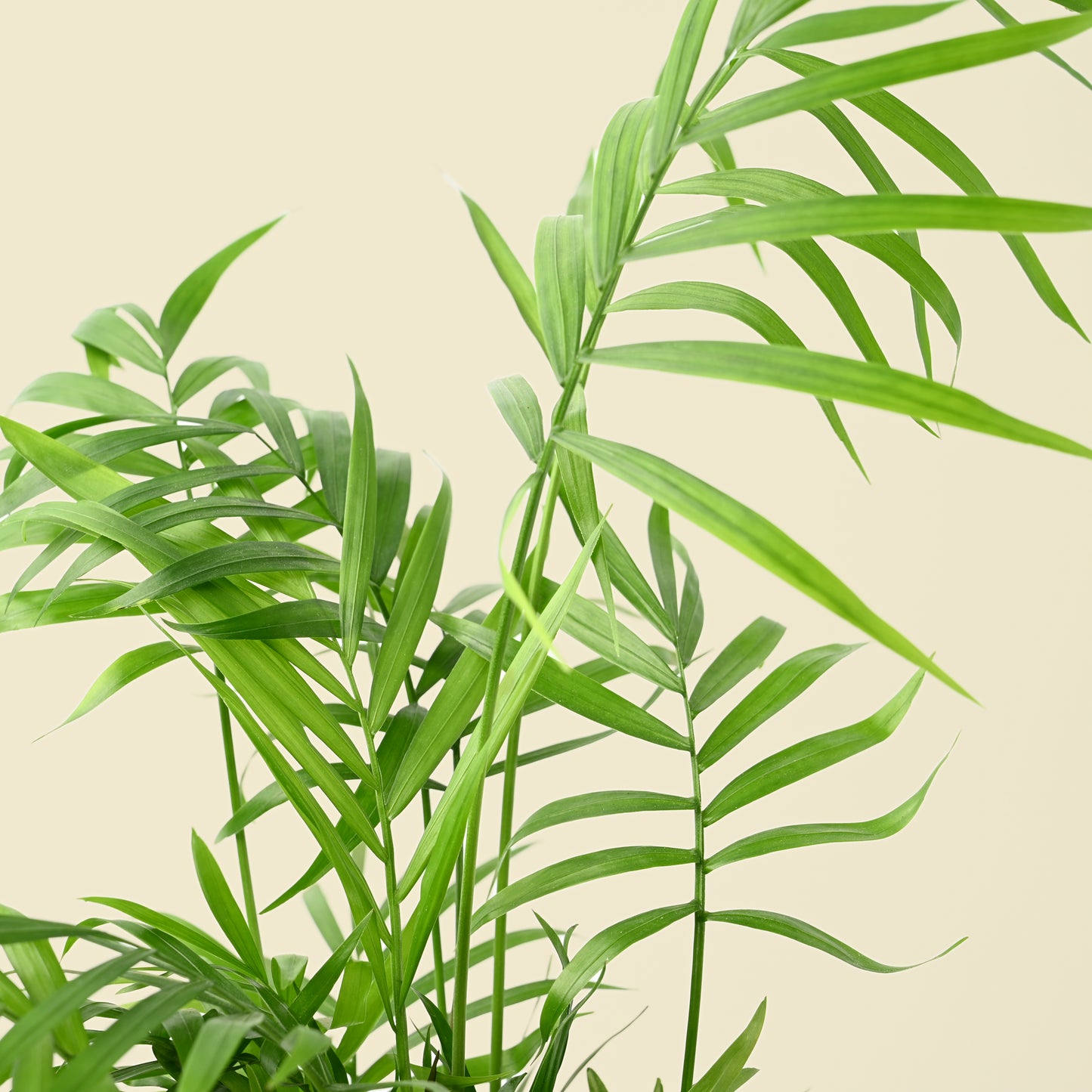 Chamaedorea Elegans | Parlour Palm