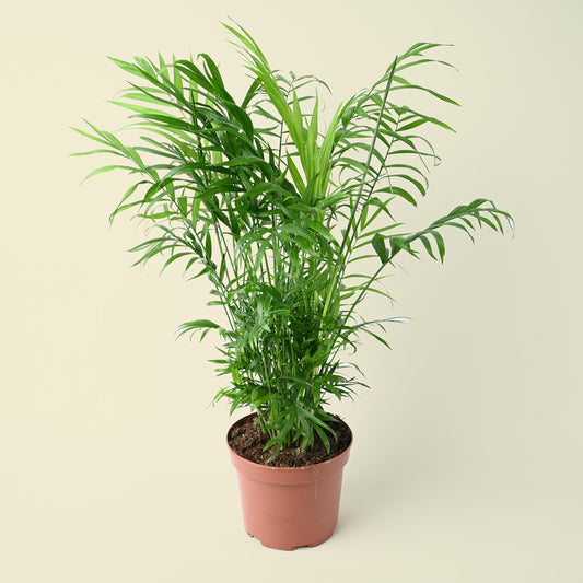 Parlour Palm | 70cm