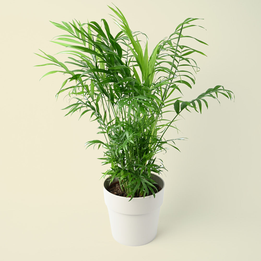 Parlour Palm | 70cm