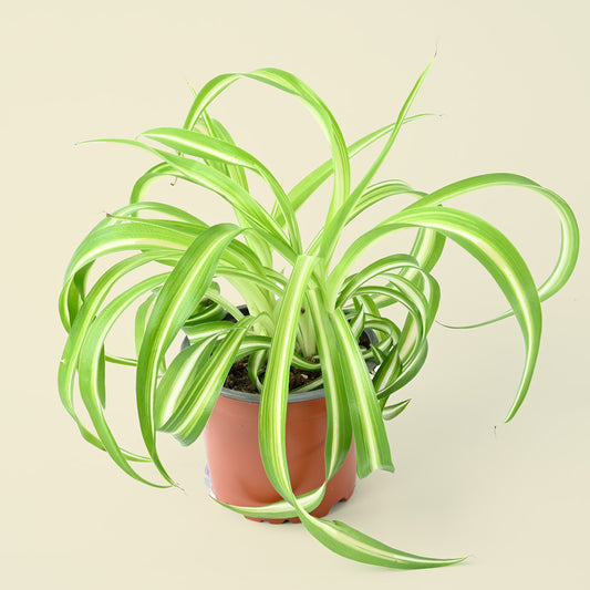 Chlorophytum comosum Bonnie | Spider Plant Curly