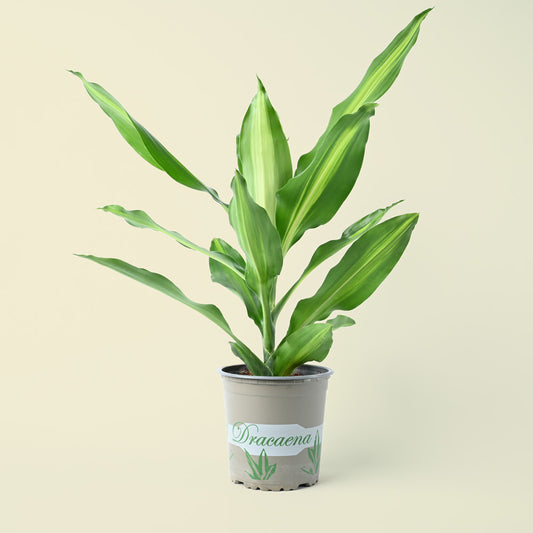 Dracaena fragrans Lemon & Lime | 35cm