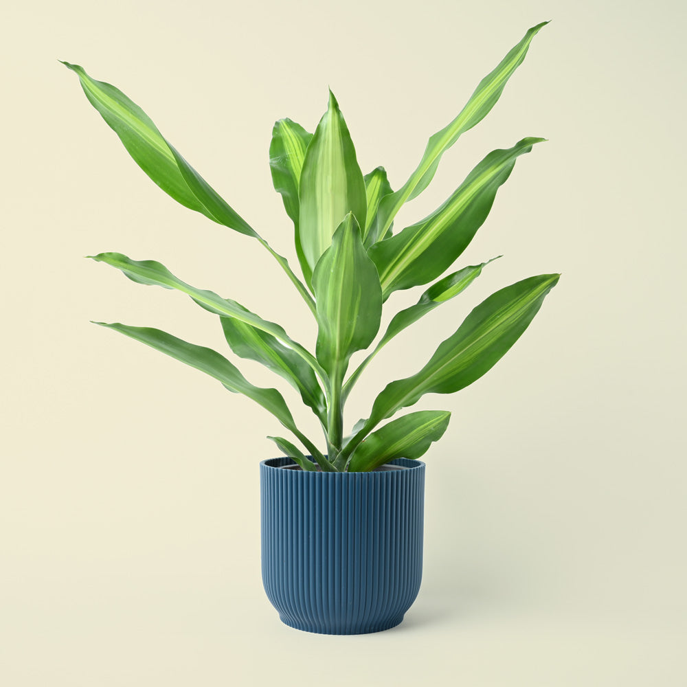 Dracaena fragrans Lemon & Lime | 35cm