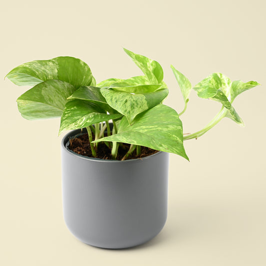 Epipremnum Marble Queen | Devil’s Ivy