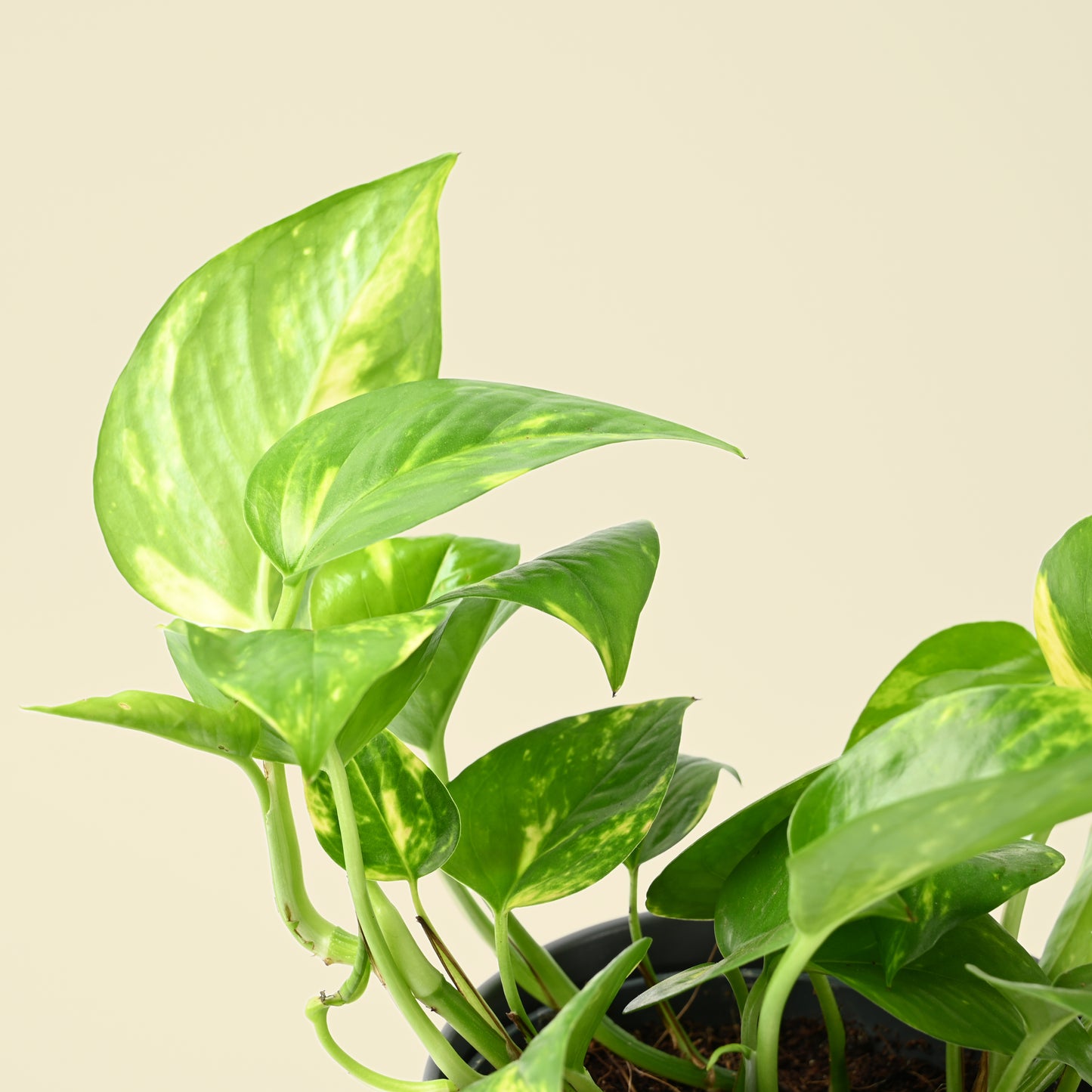 Epipremnum Aureum | Golden Pothos