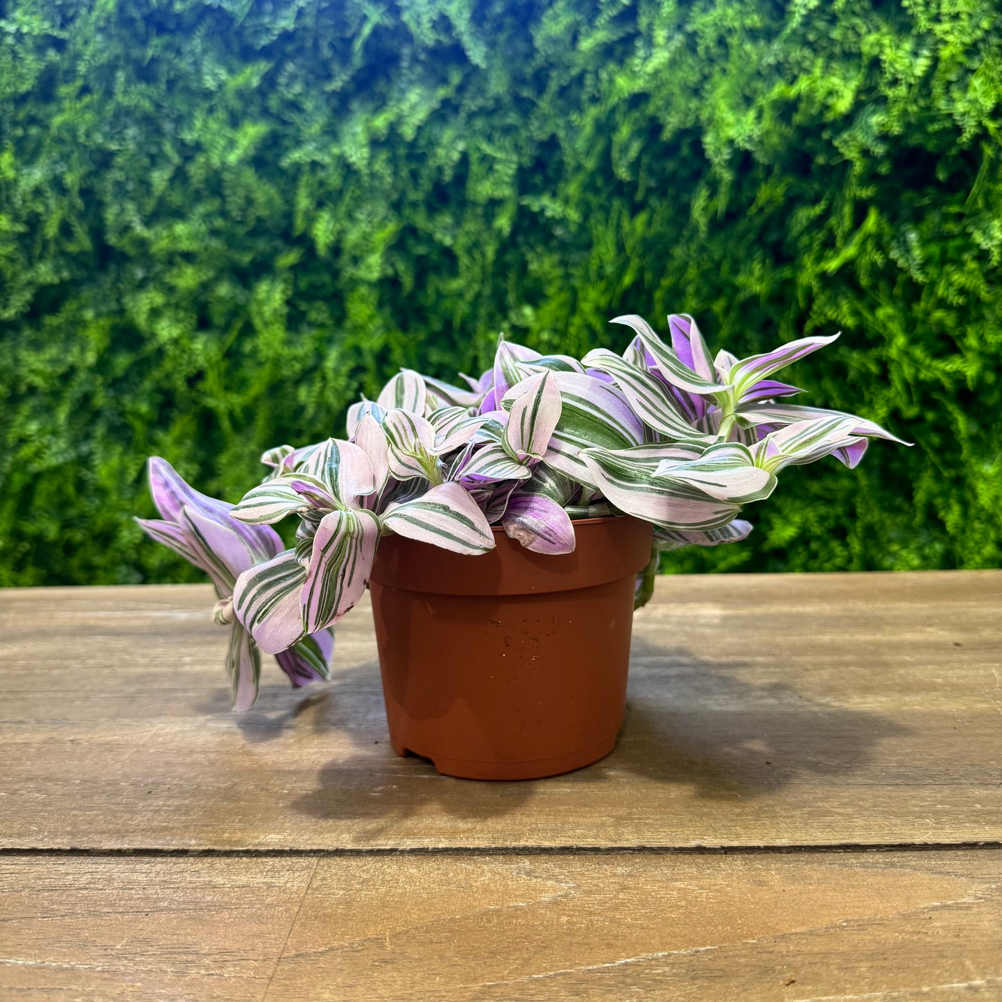 Tradescantia Unicorn | 20cm